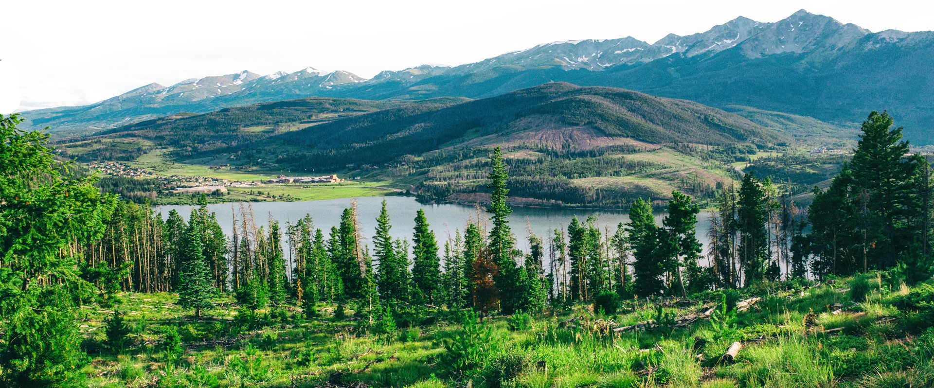 Colorado Forest