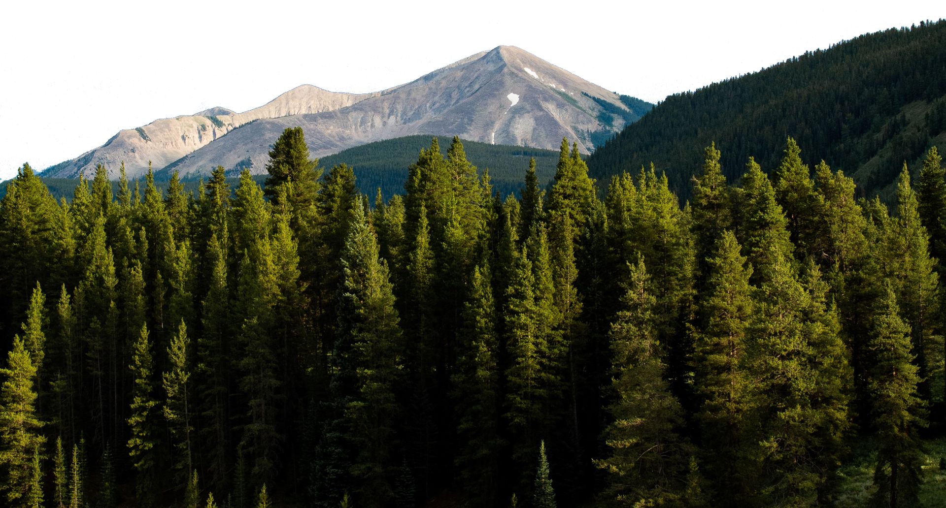 Colorado Forest