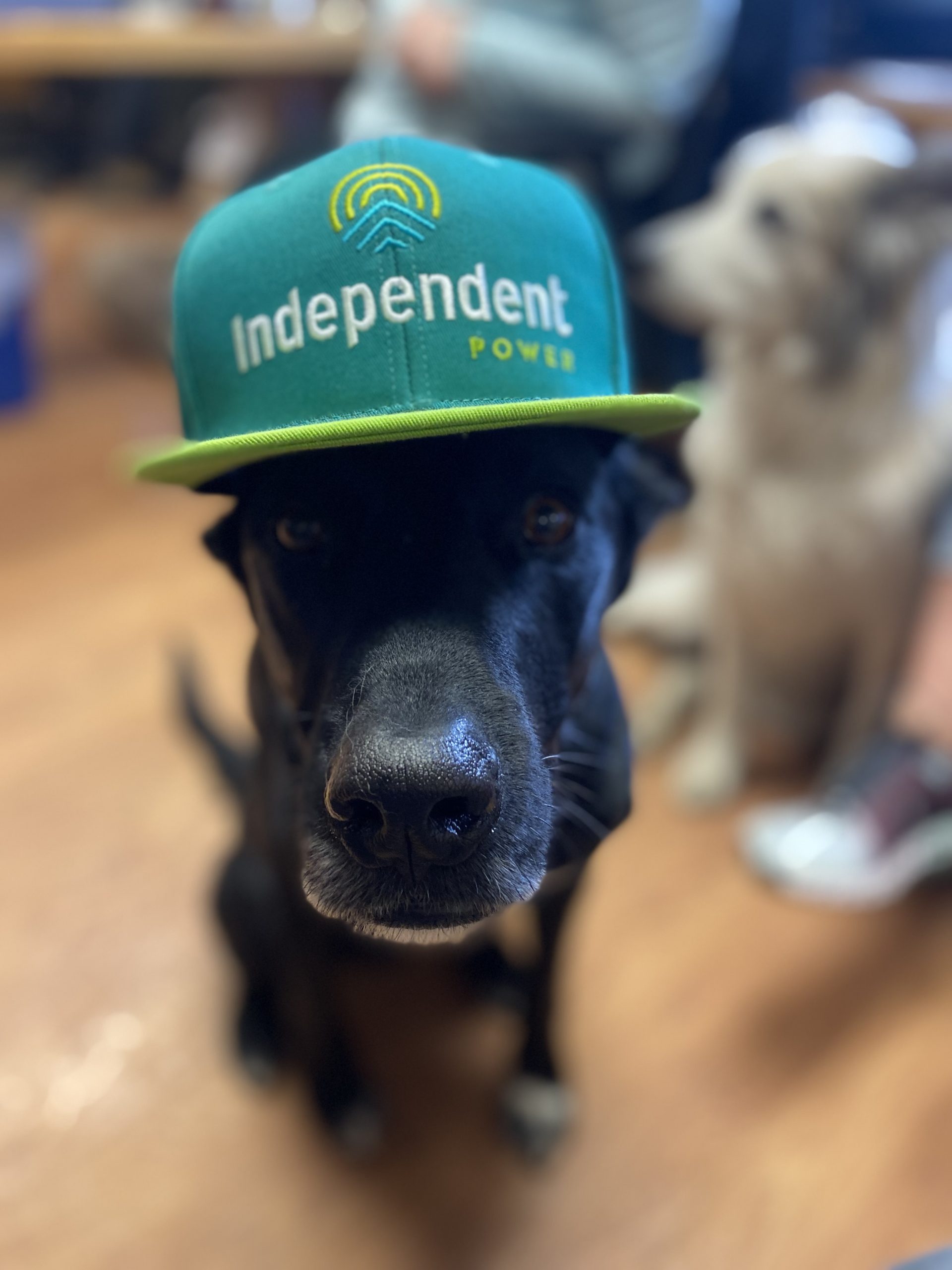 Dog with IPS hat